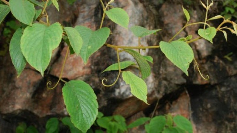 Cây Dây đòn kẻ cắp, Dây đòn gánh - Gouania javanica Miq