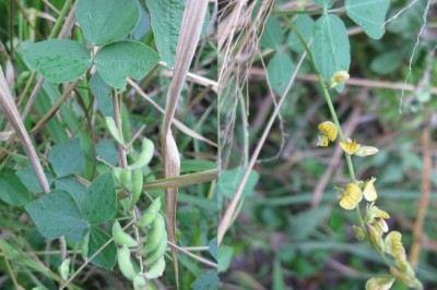 Cây Ðậu mỏ nhỏ - Rhynchosia minima (L.) DC