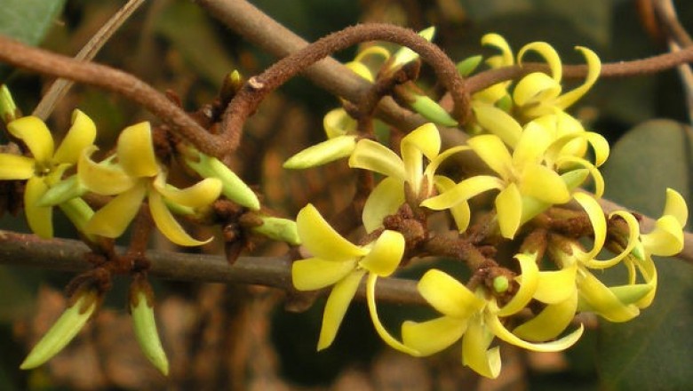 Cây Dây giáo vàng - Toxocarpus villosus (Blume.) Decne