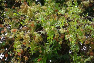 Cây Dây đầu mầu, Dực dài, Hoa tượng, Bù nhơn - Calycopteris floribunda (Roxb.) Lam