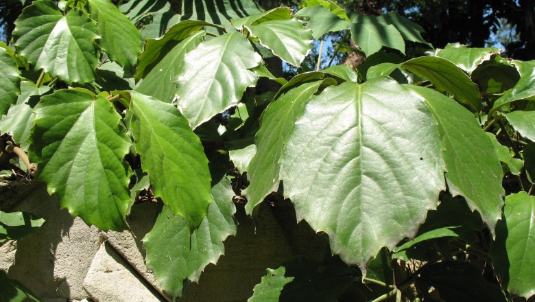 Cây Dây đế rút. Cây thèm bép - Tetrastigma rupestris Planch