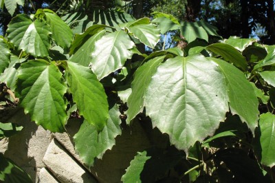 Cây Dây đế rút. Cây thèm bép - Tetrastigma rupestris Planch