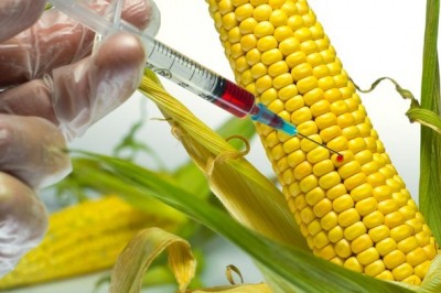 Thực phẩm biến đổi gen nguy hiểm đến mức nào?