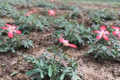 Kỹ thuật trồng cây Sâm Bố Chính cây dược liệu cực tốt cho mọi nhà