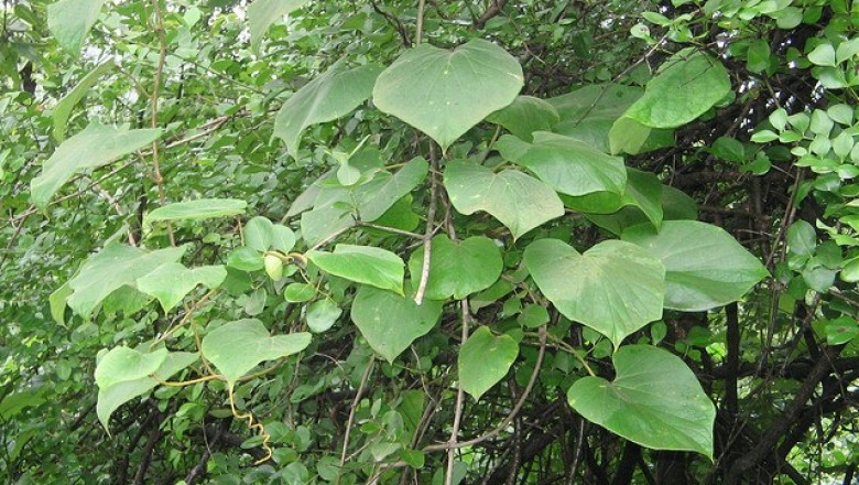 Cây Dây đau xương, Tục cốt đằng – Tinospora sinensis (Lour.) Merr. (T. tomentosa Miers)