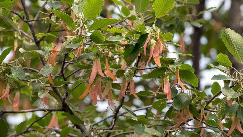 Cây Dầu rái, Dầu con rái - Dipterocarpus alatus Roxb
