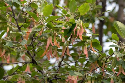 Cây Dầu rái, Dầu con rái - Dipterocarpus alatus Roxb