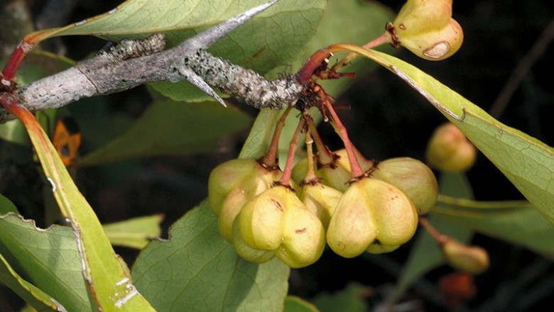 Cây Ðầu rùa, Cong cua - Gymnosporia marcanii Craib
