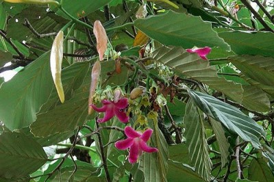 Cây Dầu trà beng - Dipterocarpus obtusifolius Teijsm. ex Miq