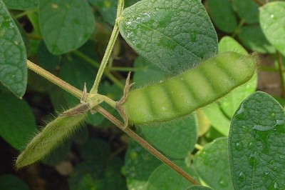 Cây Ðậu tương dại, Bình đậu - Atylosia scarabaeoides (L.) Benth