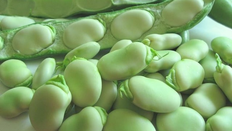 Cây Ðậu răng ngựa - Vicia faba L