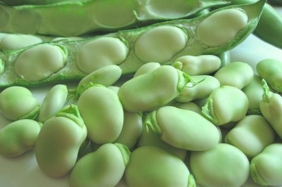 Cây Ðậu răng ngựa - Vicia faba L