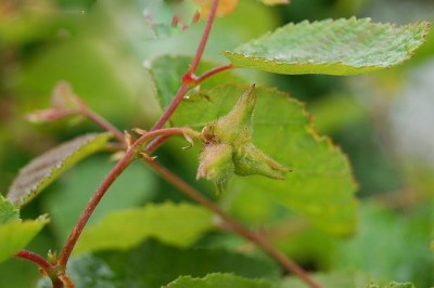 Cây Dầu nóng - Ostryopsis davidiana Decne