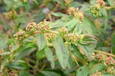 Chữa mẩn ngứa ngoài da với cây cỏ sữa lá nhỏ theo Bác sĩ Nguyễn Thị Nga