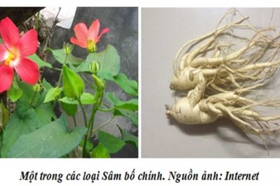 Trồng cây Sâm bố chính hãy Nghe thuyết minh về vùng nguyên liệu Sâm bố chính