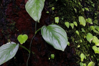 Cây Dây bá, Ráy dây lá lớn - Scindapsus officinalis Schott