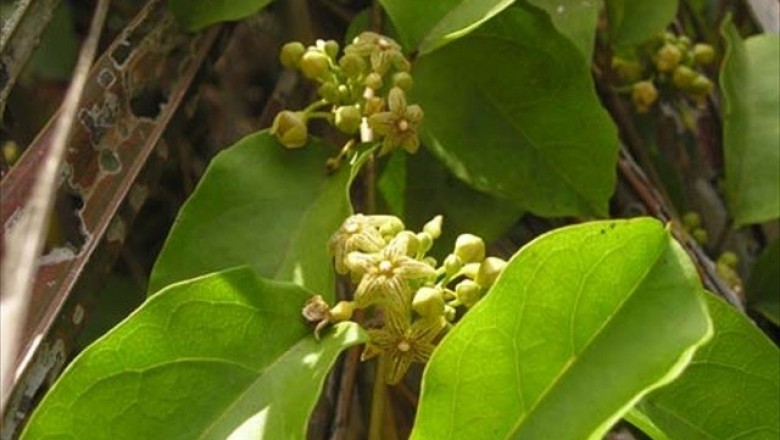 Cây Dây cám - Sarcolobus globosus Wall