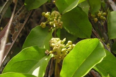 Cây Dây cám - Sarcolobus globosus Wall