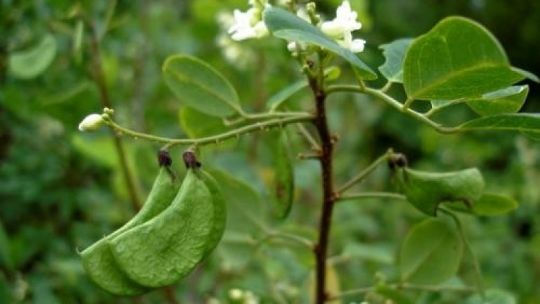 Cây Dây cổ rùa, Me núi - Dalbergia candenatensis (Dennst.) Prain (D. monosperma Dalz.)