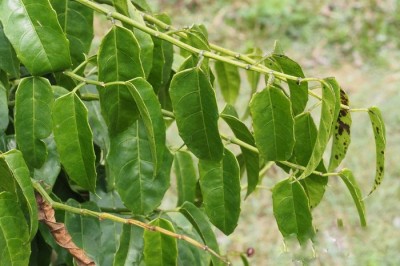 Cây Dây bầu rừng, Hồ đằng vuông vuông, Xí phóng thằng - Cissus subtetragona Planch