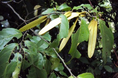 Cây Dây cồng cộng - Ventilago harmandiana Pierre