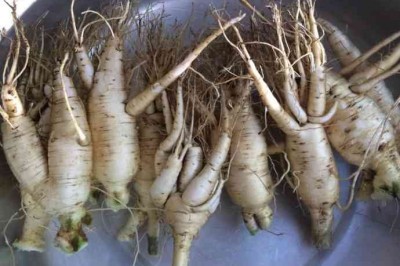 Những bài thuốc chữa bệnh có dùng dược liệu Sâm bố chính theo Lương y Minh Phúc