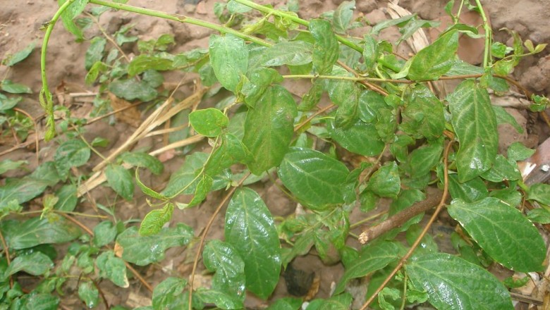 Cây Dây dang - Aganonerion polymorphum Pierre ex Spire