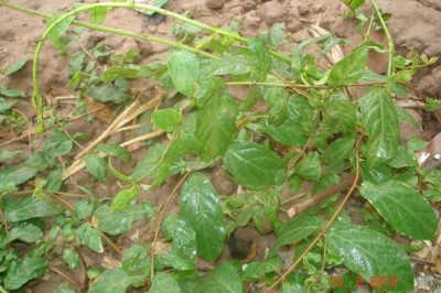 Cây Dây dang - Aganonerion polymorphum Pierre ex Spire