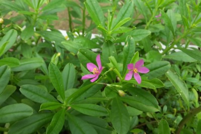 Hỏi đáp về cây Rau sâm có phải là sâm Triều Tiên?