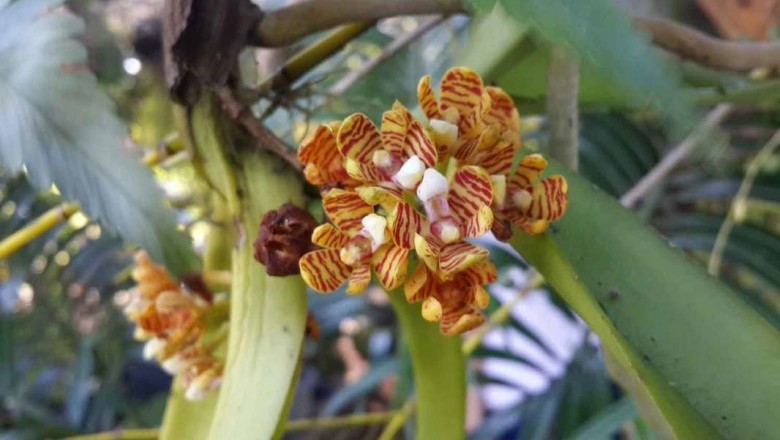 Cây Tuyệt lan nhiều hoa, Đa hoa tuyệt hoa, Lan bắp ngô nhiều hoa, A cam cứng - Acampe rigida (Buch - Ham ex J.E. Sm) Hunt (A. multifora (Lindl) Lindl. Aerides rigida Buch - Ham)