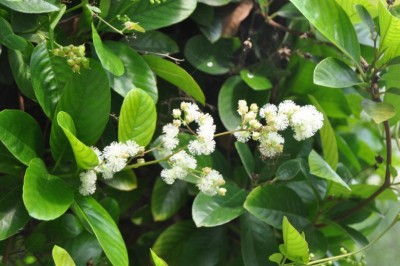 Cây Dây chiều không lông - Tetracera loureiri (Finet et Gagnep.) Craib