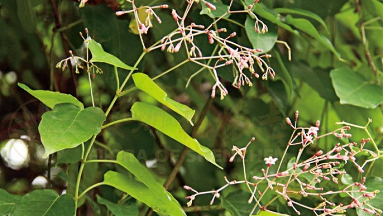 Cây Dây cao su, Dây ve áo - Pottsia laxiflora (Blume) O. Ktze (P. cantoniensis Hook. et Arn.)