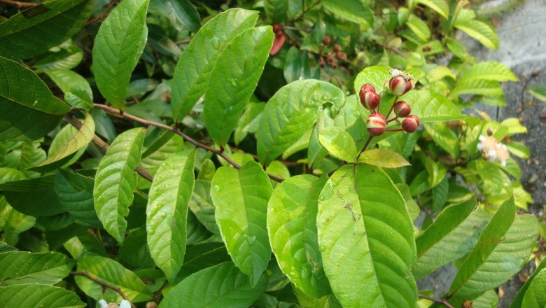 Cây Dây chiều Ấn Độ - Tetracera indica (Christm. et Panzer) Merr. (T. assa DC.)