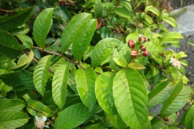 Cây Dây chiều Ấn Độ - Tetracera indica (Christm. et Panzer) Merr. (T. assa DC.)