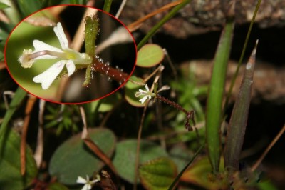 Cây Tý lợi hoa thị, Tilip lông, Hoa trụ thảo - Stylidium uliginosum Sw ex Willd