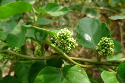 Cây Dây chàm - Marsdenia tinctoria R.Br