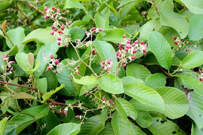 Cây Dây chiều, Tứ giác leo - Tetracera scandens (L.) Merr
