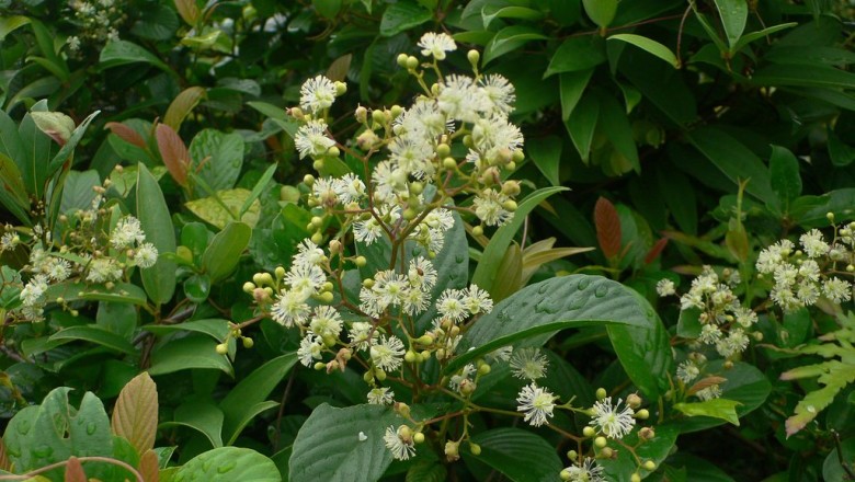 Cây Dây chiều châu Á - Tetracera asiatica (Lour.) Hoogl