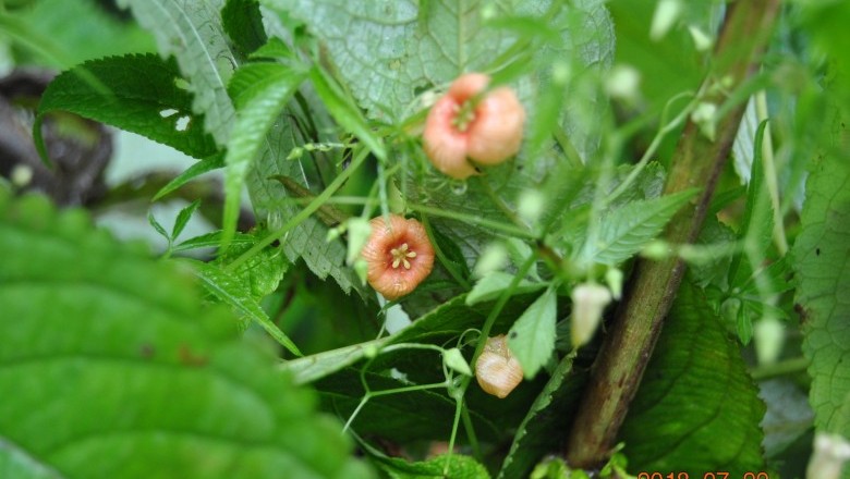 Cây Tuyết đảm Trung Quốc - Hemsleya chinensis Cogn ex Forbes et Hemsl