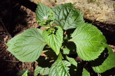 Cây Tuyến hùng lá to - Adennostemma macrophyllum (Blume.) DC. (Lavenia macrophylla Blunne) 