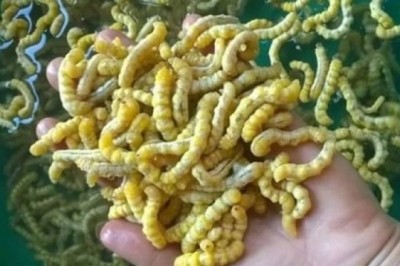 Vài triệu đồng một kg sâu ví như đông trùng hạ thảo