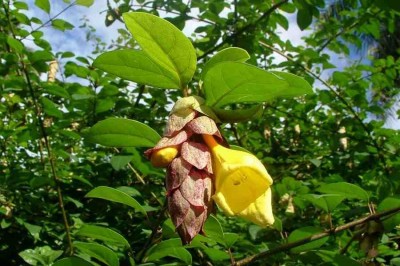 Cây Tu hú bầu dục - Gmelina elliptica J.E. Sm (G. villosas Roxb.)