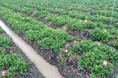 Hoàn thiện quy trình trồng nhân sâm Phú Yên, Bố chính sâm, Thổ hào sâm