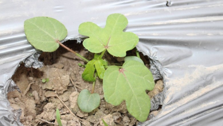 Nghiên cứu qui trình nhân giống in vitro cây sâm bố chính (Abelmoschus sagittifolius (Kurz) Merr.) ở Phú Yên