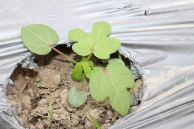 Nghiên cứu qui trình nhân giống in vitro cây sâm bố chính (Abelmoschus sagittifolius (Kurz) Merr.) ở Phú Yên