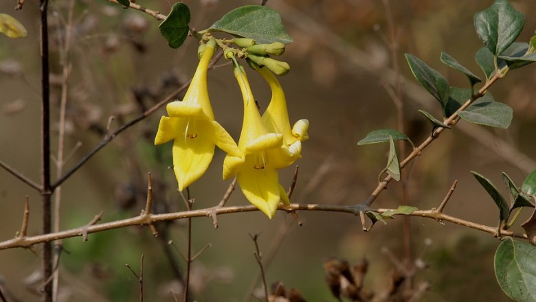 Cây Tu hú, Lõi thọ lẻo - Gmelina asiatica L
