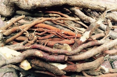 Các bài thuốc đông y chữa bệnh có rễ cây gai