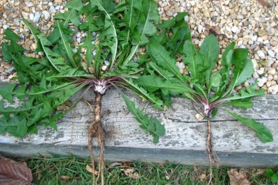 Rễ bồ công anh có thể chữa ung thư máu