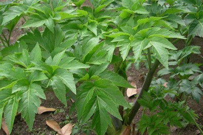 Phát hiện loại lá cây chứa chất 'cải lão hoàn đồng'