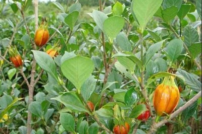 Hạt dành dành và một số bài thuốc thường dùng theo kinh nghiệm